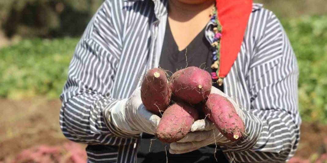 Boşuna isminin başında ‘tatlı’ yer almıyor! Hatay’da hasat zamanı: Mucize besin sofralara geliyor 5